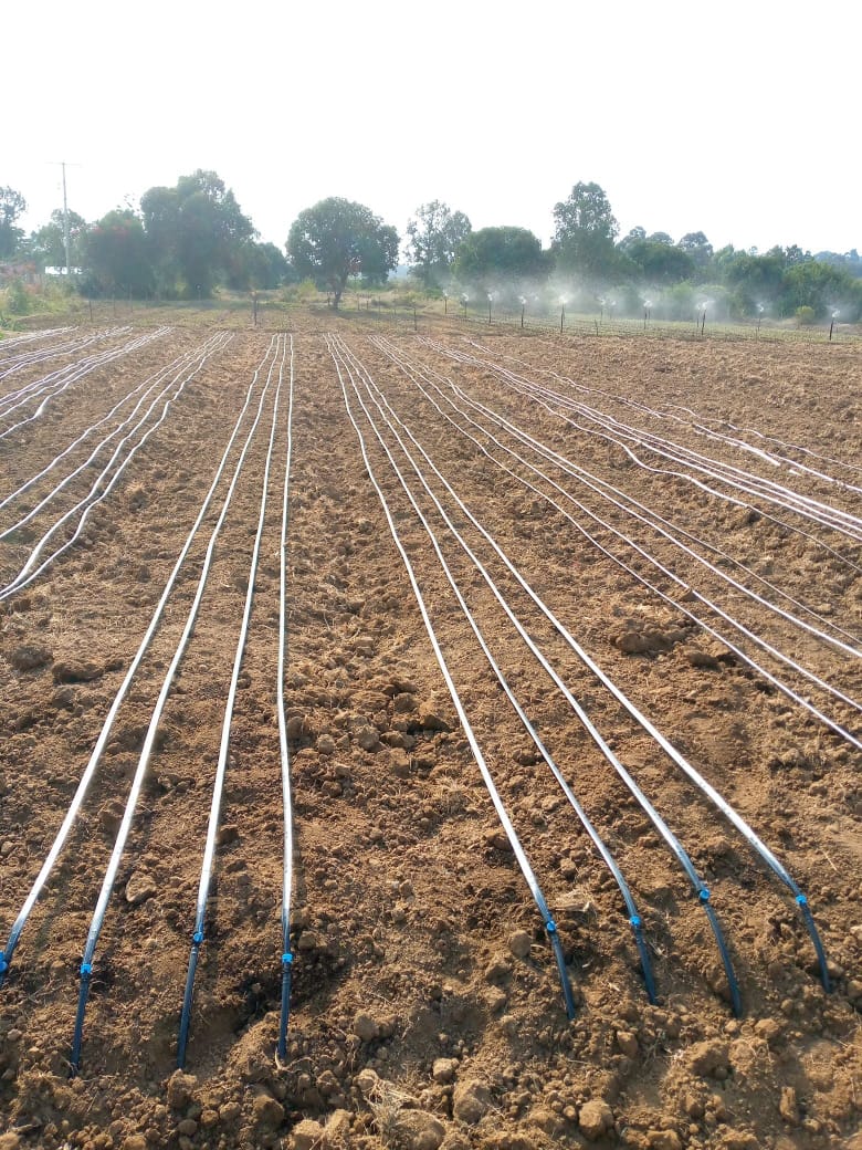 Driplines installation