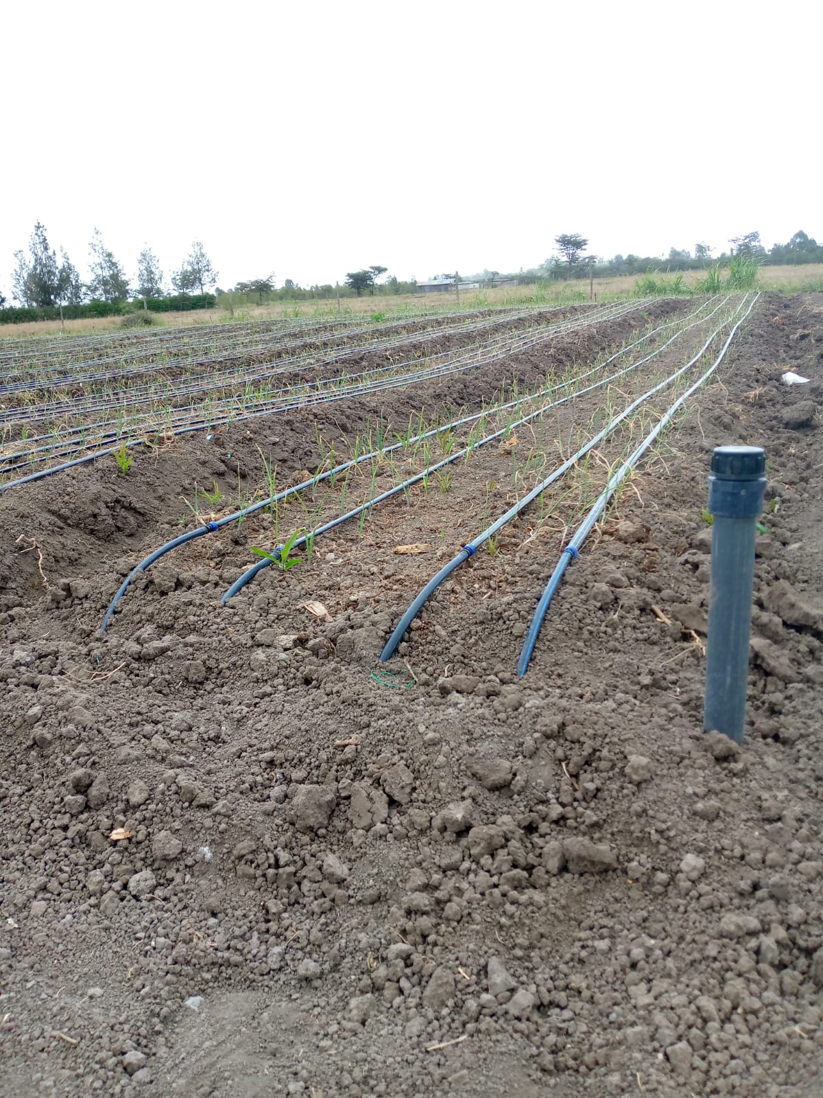 Drip irrigation block and submain flushing point